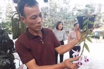 Mẩu phong lan 1 cm giá 9 triệu: Siêu lạ ở Thái Nguyên