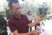 Mẩu phong lan 1 cm giá 9 triệu: Siêu lạ ở Thái Nguyên