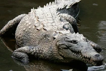 Video: Rắn nước kịch độc bị cá sấu khổng lồ phục kích, xơi tái