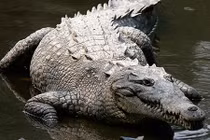 Video: Rắn nước kịch độc bị cá sấu khổng lồ phục kích, xơi tái