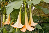 Du khách bị đầu độc, bảo gì làm nấy, nộp hết tài sản