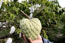 100.000 đồng một quả mãng cầu hoàng hậu Thái Lan khổng lồ