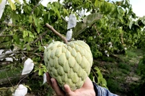 100.000 đồng một quả mãng cầu hoàng hậu Thái Lan khổng lồ