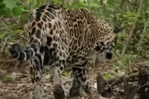 Video: Báo đốm suýt giẫm phải tử thần rừng rậm Amazon