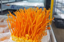 Nhộng trùng thảo đang được rao là “nấm đông trùng hạ thảo”