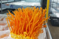 Nhộng trùng thảo đang được rao là “nấm đông trùng hạ thảo”