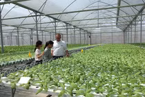 Tay trắng dựng nghiệp, nuôi lươn thu 9 tỷ, trồng dưa gom 5 tỷ