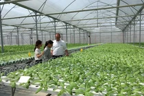 Tay trắng dựng nghiệp, nuôi lươn thu 9 tỷ, trồng dưa gom 5 tỷ