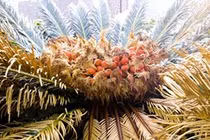 Video: Hòn đảo kỳ lạ chuyên ăn cây độc tại Nhật Bản