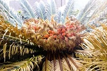 Video: Hòn đảo kỳ lạ chuyên ăn cây độc tại Nhật Bản