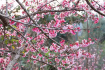 Video: Chiêm ngưỡng 19 loại hoa anh đào nở rộ đẹp ngỡ ngàng ở Điện Biên