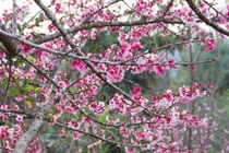 Video: Chiêm ngưỡng 19 loại hoa anh đào nở rộ đẹp ngỡ ngàng ở Điện Biên