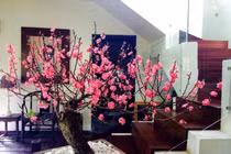 Cách đặt cây cảnh Tết để rước tài đón lộc vào nhà