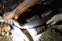 Video: Tuyệt chiêu khuất phục hổ mang chúa bằng tay không