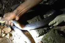 Video: Tuyệt chiêu khuất phục hổ mang chúa bằng tay không