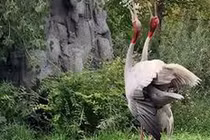 Video: Xúc động cảnh sếu bố mẹ mừng rỡ kêu to khi lần đầu trông thấy con