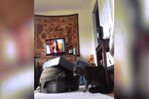 Chui ra từ vali, cô gái bị mèo tấn công điên cuồng