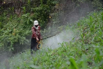 Kinh hoàng cảnh tượng thuốc độc tràn ngập vùng cao Sơn La