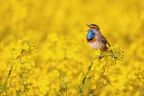 Sinh vào 3 tháng Âm lịch này, năm 2022 được may mắn vây quanh