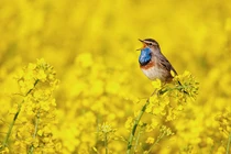 Sinh vào 3 tháng Âm lịch này, năm 2022 được may mắn vây quanh