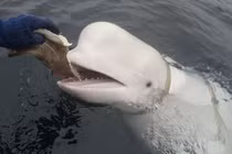 Video: Rơi iPhone xuống biển, cá voi trắng từ đáy sâu nổi lên trả lại