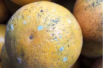 Sự thật về thông tin đốm xanh như mốc trên vỏ cam Việt Nam