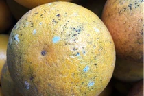 Sự thật về thông tin đốm xanh như mốc trên vỏ cam Việt Nam