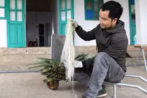 Biến lá dứa thành sợi để may quần áo