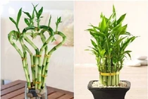 Người tuổi Mão giàu lên nhanh chóng nhờ thêm thứ này trong nhà