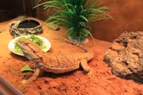 Video: Thú chơi rồng Úc giá bạc triệu của giới trẻ Hà thành