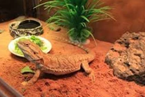 Video: Thú chơi rồng Úc giá bạc triệu của giới trẻ Hà thành