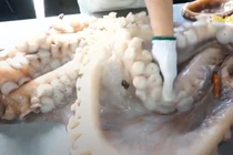 Video: Xem đầu bếp Nhật Bản sơ chế bạch tuộc khổng lồ