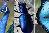 Giải mã bí mật về những loài động vật màu xanh lam siêu hiếm