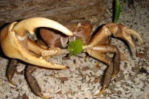 Video: Cua xe tăng - loài cua cạn lớn nhất Việt Nam chỉ có ở Côn Đảo