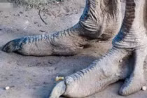 Bộ tộc “người đà điểu” sở hữu bàn chân quái dị