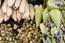 Ngô mọc dị vật, người dại vứt đi, người sành đem bán kiếm bộn tiền