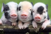 Tử vi tuổi Hợi năm 2019 tốt xấu ra sao