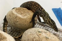 Khoảnh khắc đám rồng Komodo phá trứng chui ra ngoài