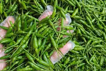 Loại ớt gió thơm mùi thảo mộc, 1 triệu đồng/kg vẫn đắt khách