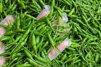 Loại ớt gió thơm mùi thảo mộc, 1 triệu đồng/kg vẫn đắt khách