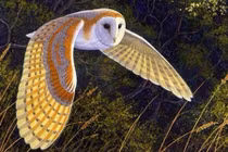 Chim cú lợn kêu có thực sự là điềm xấu như vẫn nghĩ?