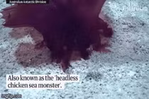 Video: Quái vật không đầu mới được phát hiện 