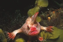 Phát hiện cá kỳ dị có tay, đi bộ dưới đáy biển