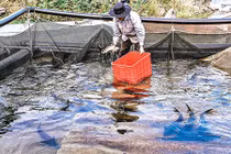 Nuôi bạt ngàn loài cá "quý tộc" giữa mênh mông hồ Đa Mi