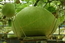 Giống bầu kỳ lạ ở Hải Phòng, mọc ở ngoài đảo, tròn nặng 15 kg