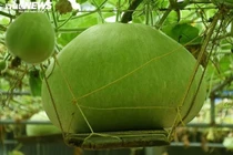 Giống bầu kỳ lạ ở Hải Phòng, mọc ở ngoài đảo, tròn nặng 15 kg