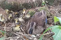 Loại vịt nặng chưa đến 1kg, giá hơn 200.000 đồng/con vẫn cháy hàng