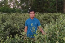 Đem cây dại về trồng bán, người đàn ông Lạng Sơn thu cả tỷ đồng/năm