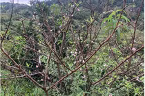 Đào rừng nở sớm đổ bộ Thủ đô, giá cả triệu đồng/cành vẫn cháy hàng