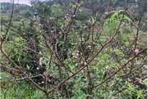 Đào rừng nở sớm đổ bộ Thủ đô, giá cả triệu đồng/cành vẫn cháy hàng